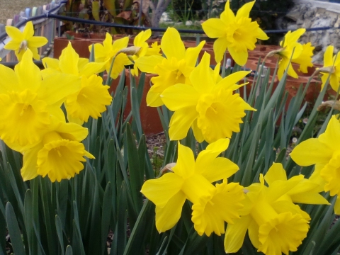 Floração dos narcisos em canteiros.